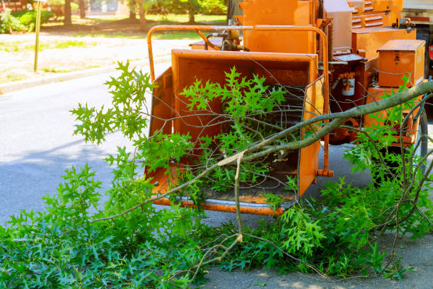 Best Dead Tree Removal  in Tukwila, WA